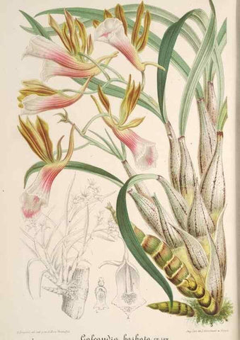 Reproducción/Reproduction 49687467422: L'Illustration horticole :. Gand, Belgium :Imprimerie et lithographie de F. et E. Gyselnyck,1854-1896.. 