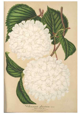 Reproducción/Reproduction 49687467952: L'Illustration horticole :. Gand, Belgium :Imprimerie et lithographie de F. et E. Gyselnyck,1854-1896.. 