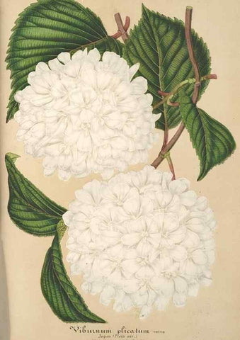 Reproducción/Reproduction 49687467952: L'Illustration horticole :. Gand, Belgium :Imprimerie et lithographie de F. et E. Gyselnyck,1854-1896.. 