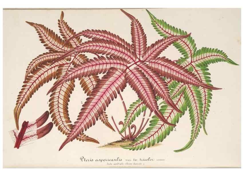 Reproducción/Reproduction 49687468192: L'Illustration horticole :. Gand, Belgium :Imprimerie et lithographie de F. et E. Gyselnyck,1854-1896.. 