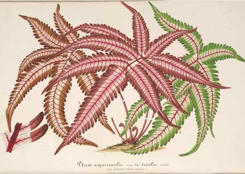 Reproducción/Reproduction 49687468192: L'Illustration horticole :. Gand, Belgium :Imprimerie et lithographie de F. et E. Gyselnyck,1854-1896.. 