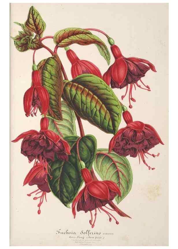 Reproducción/Reproduction 49686633843: L'Illustration horticole :. Gand, Belgium :Imprimerie et lithographie de F. et E. Gyselnyck,1854-1896.. 