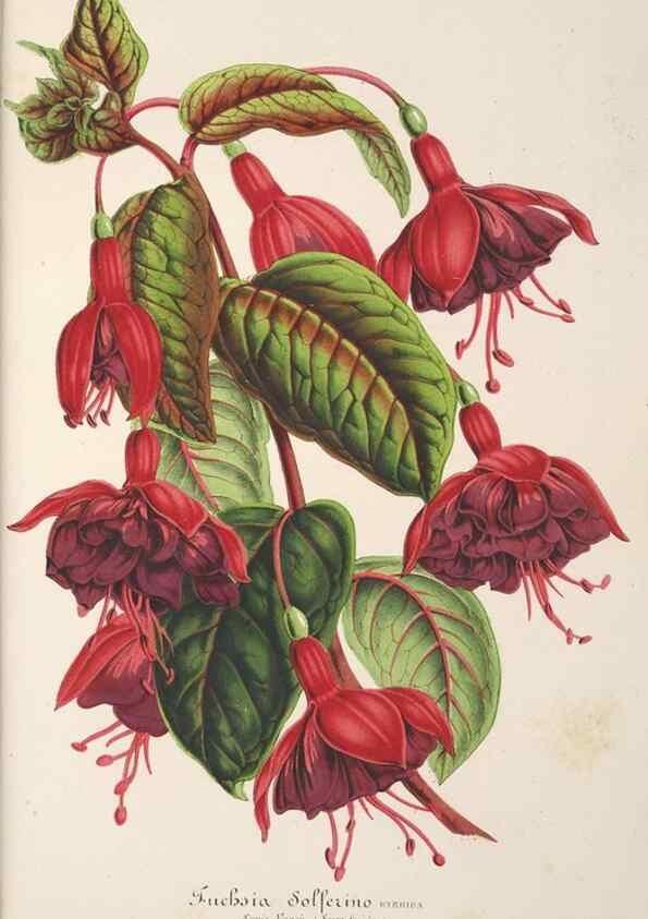 Reproducción/Reproduction 49686633843: L'Illustration horticole :. Gand, Belgium :Imprimerie et lithographie de F. et E. Gyselnyck,1854-1896.. 