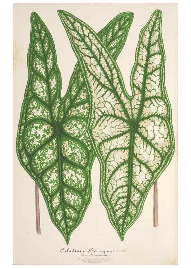Reproducción/Reproduction 49686634318: L'Illustration horticole :. Gand, Belgium :Imprimerie et lithographie de F. et E. Gyselnyck,1854-1896.. 