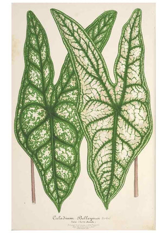 Reproducción/Reproduction 49686634318: L'Illustration horticole :. Gand, Belgium :Imprimerie et lithographie de F. et E. Gyselnyck,1854-1896.. 