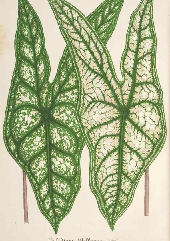 Reproducción/Reproduction 49686634318: L'Illustration horticole :. Gand, Belgium :Imprimerie et lithographie de F. et E. Gyselnyck,1854-1896.. 