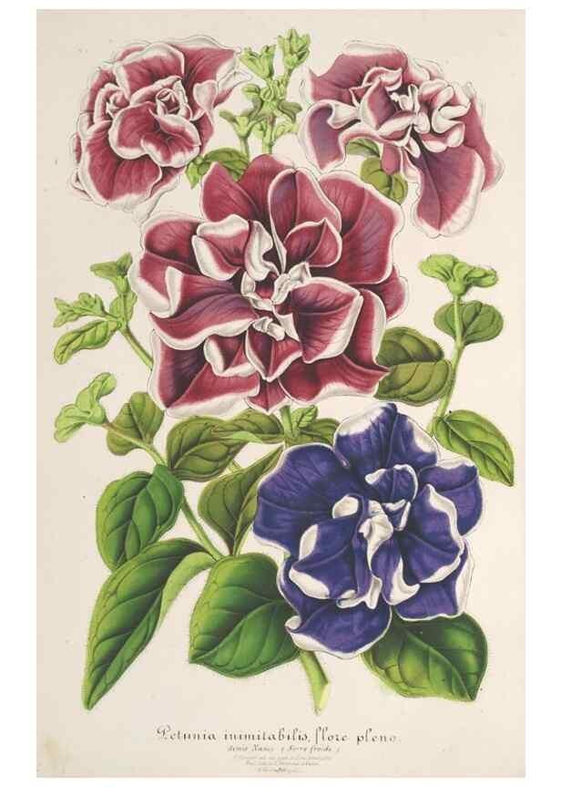 Reproducción/Reproduction 49687469767: L'Illustration horticole :. Gand, Belgium :Imprimerie et lithographie de F. et E. Gyselnyck,1854-1896.. 