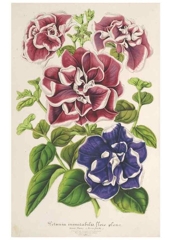 Reproducción/Reproduction 49687469767: L'Illustration horticole :. Gand, Belgium :Imprimerie et lithographie de F. et E. Gyselnyck,1854-1896.. 