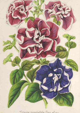 Reproducción/Reproduction 49687469767: L'Illustration horticole :. Gand, Belgium :Imprimerie et lithographie de F. et E. Gyselnyck,1854-1896.. 