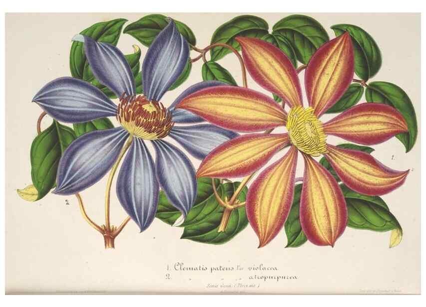 Reproducción/Reproduction 49686635003: L'Illustration horticole :. Gand, Belgium :Imprimerie et lithographie de F. et E. Gyselnyck,1854-1896.. 