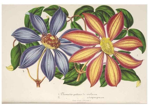 Reproducción/Reproduction 49686635003: L'Illustration horticole :. Gand, Belgium :Imprimerie et lithographie de F. et E. Gyselnyck,1854-1896.. 