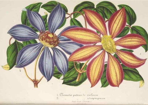 Reproducción/Reproduction 49686635003: L'Illustration horticole :. Gand, Belgium :Imprimerie et lithographie de F. et E. Gyselnyck,1854-1896.. 