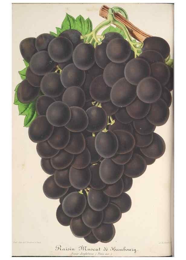 Reproducción/Reproduction 49687354063: L'Illustration horticole :. Gand, Belgium :Imprimerie et lithographie de F. et E. Gyselnyck,1854-1896.. 