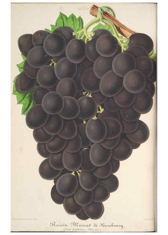 Reproducción/Reproduction 49687354063: L'Illustration horticole :. Gand, Belgium :Imprimerie et lithographie de F. et E. Gyselnyck,1854-1896.. 