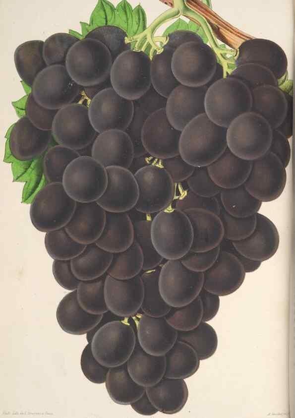 Reproducción/Reproduction 49687354063: L'Illustration horticole :. Gand, Belgium :Imprimerie et lithographie de F. et E. Gyselnyck,1854-1896.. 