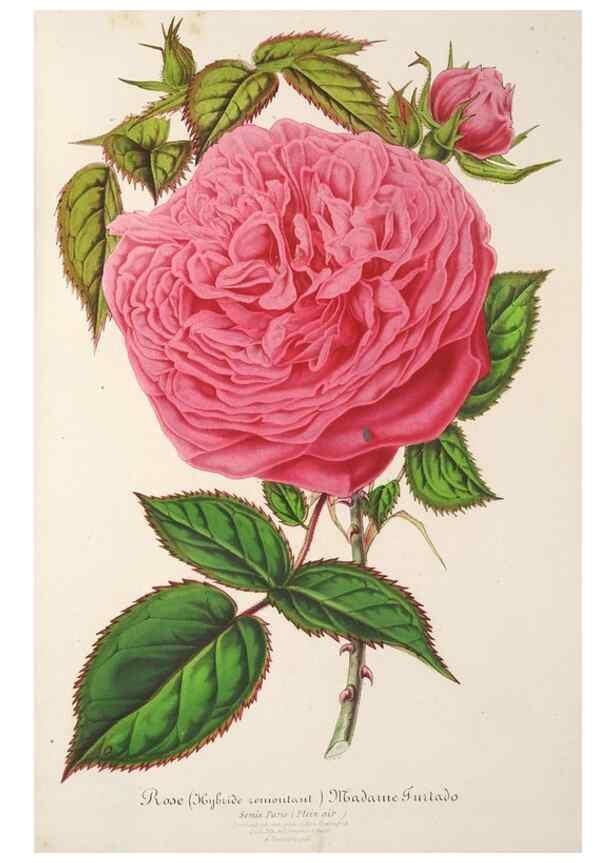 Reproducción/Reproduction 49686636018: L'Illustration horticole :. Gand, Belgium :Imprimerie et lithographie de F. et E. Gyselnyck,1854-1896.. 