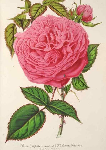 Reproducción/Reproduction 49686636018: L'Illustration horticole :. Gand, Belgium :Imprimerie et lithographie de F. et E. Gyselnyck,1854-1896.. 