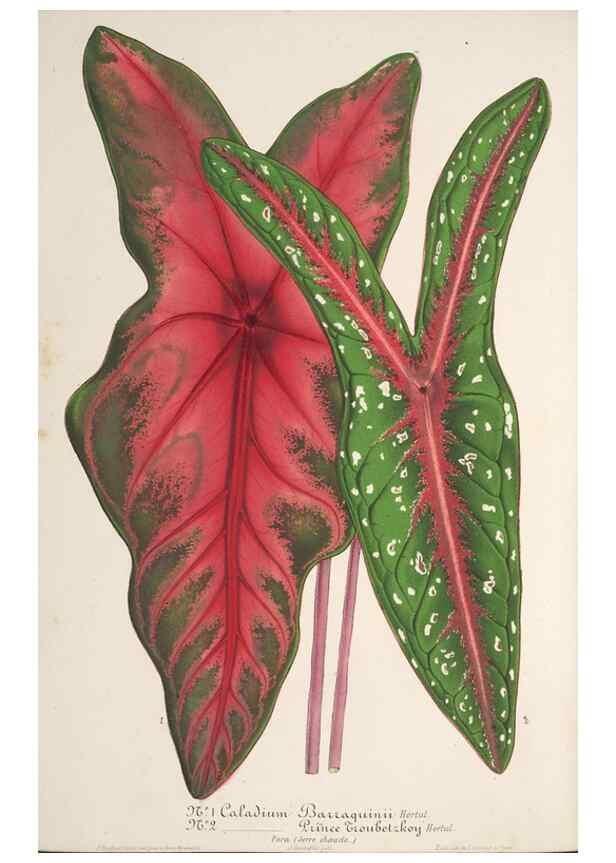 Reproducción/Reproduction 49686636378: L'Illustration horticole :. Gand, Belgium :Imprimerie et lithographie de F. et E. Gyselnyck,1854-1896.. 