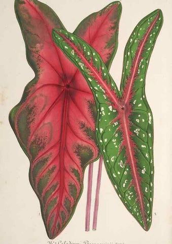 Reproducción/Reproduction 49686636378: L'Illustration horticole :. Gand, Belgium :Imprimerie et lithographie de F. et E. Gyselnyck,1854-1896.. 