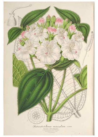 Reproducción/Reproduction 49687471837: L'Illustration horticole :. Gand, Belgium :Imprimerie et lithographie de F. et E. Gyselnyck,1854-1896.. 
