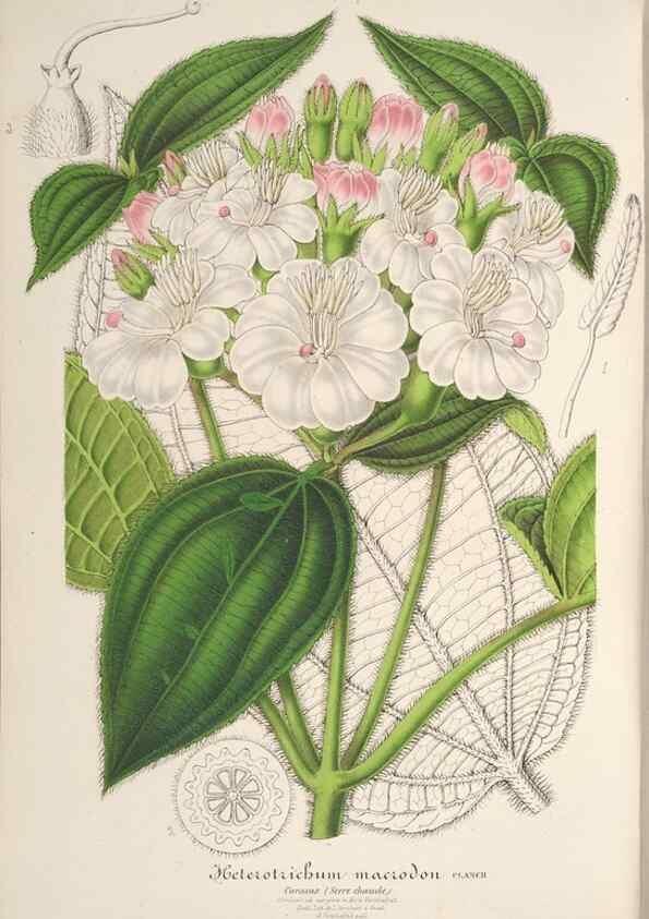 Reproducción/Reproduction 49687471837: L'Illustration horticole :. Gand, Belgium :Imprimerie et lithographie de F. et E. Gyselnyck,1854-1896.. 