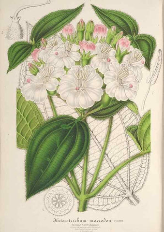 Reproducción/Reproduction 49687471837: L'Illustration horticole :. Gand, Belgium :Imprimerie et lithographie de F. et E. Gyselnyck,1854-1896.. 