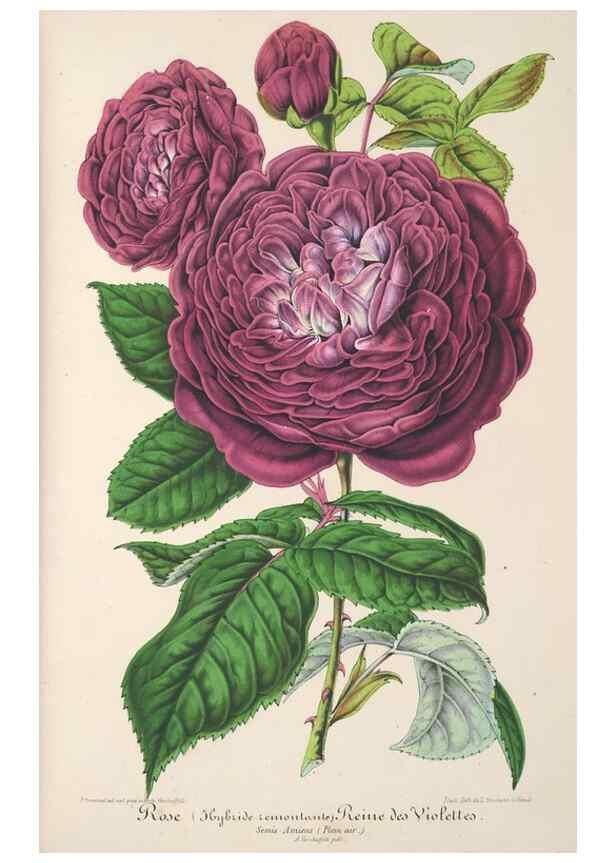 Reproducción/Reproduction 49687170631: L'Illustration horticole :. Gand, Belgium :Imprimerie et lithographie de F. et E. Gyselnyck,1854-1896.. 