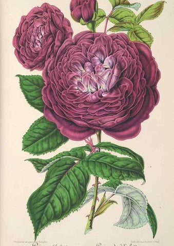 Reproducción/Reproduction 49687170631: L'Illustration horticole :. Gand, Belgium :Imprimerie et lithographie de F. et E. Gyselnyck,1854-1896.. 