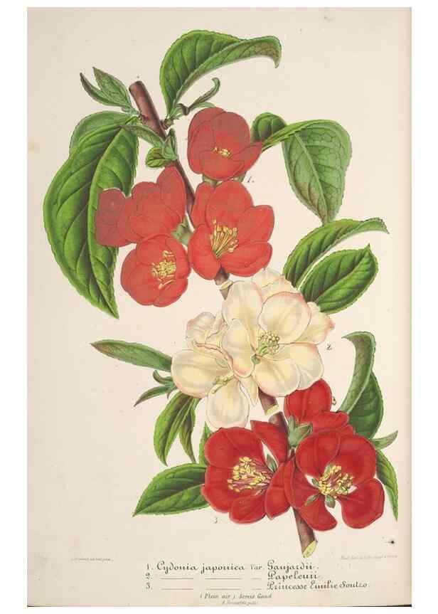 Reproducción/Reproduction 49686637438: L'Illustration horticole :. Gand, Belgium :Imprimerie et lithographie de F. et E. Gyselnyck,1854-1896.. 