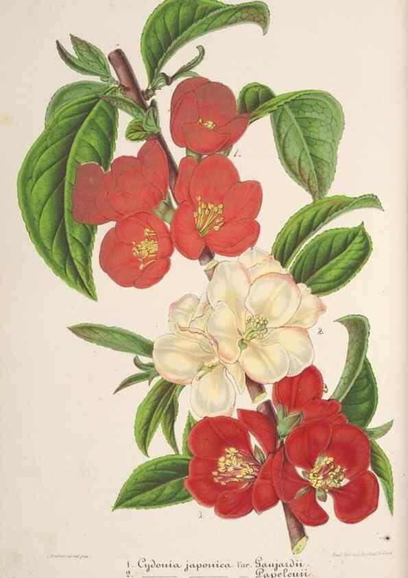 Reproducción/Reproduction 49686637438: L'Illustration horticole :. Gand, Belgium :Imprimerie et lithographie de F. et E. Gyselnyck,1854-1896.. 