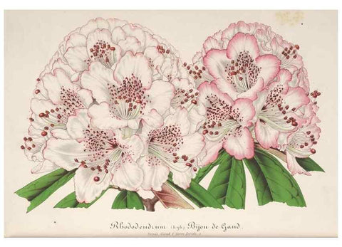 Reproducción/Reproduction 49686637648: L'Illustration horticole :. Gand, Belgium :Imprimerie et lithographie de F. et E. Gyselnyck,1854-1896.. 