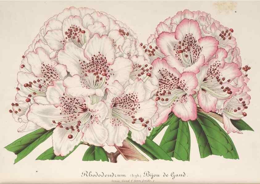 Reproducción/Reproduction 49686637648: L'Illustration horticole :. Gand, Belgium :Imprimerie et lithographie de F. et E. Gyselnyck,1854-1896.. 