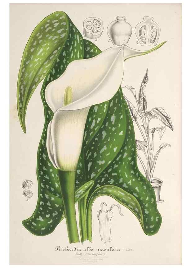 Reproducción/Reproduction 49686635618: L'Illustration horticole :. Gand, Belgium :Imprimerie et lithographie de F. et E. Gyselnyck,1854-1896.. 