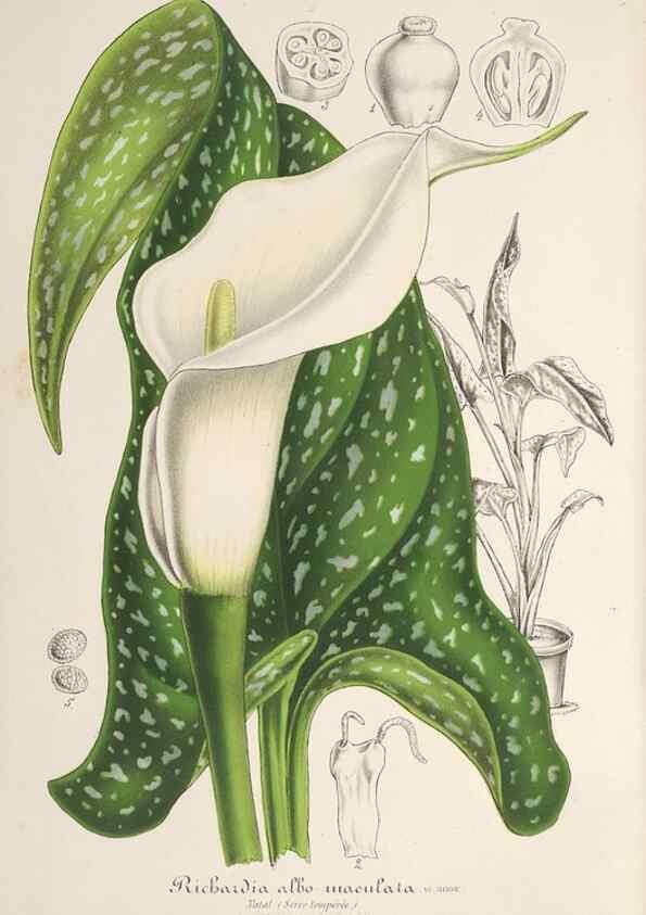 Reproducción/Reproduction 49686635618: L'Illustration horticole :. Gand, Belgium :Imprimerie et lithographie de F. et E. Gyselnyck,1854-1896.. 