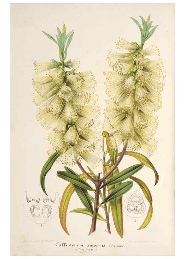 Reproducción/Reproduction 49687467057: L'Illustration horticole :. Gand, Belgium :Imprimerie et lithographie de F. et E. Gyselnyck,1854-1896.. 