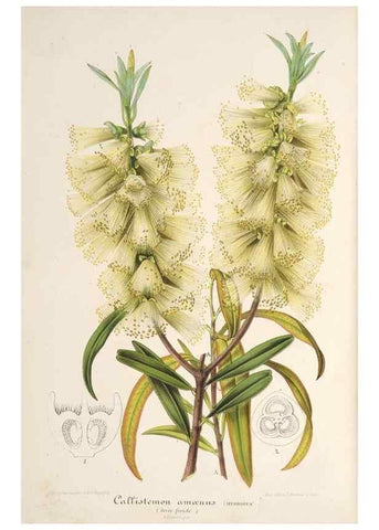 Reproducción/Reproduction 49687467057: L'Illustration horticole :. Gand, Belgium :Imprimerie et lithographie de F. et E. Gyselnyck,1854-1896.. 