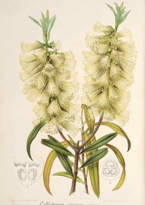Reproducción/Reproduction 49687467057: L'Illustration horticole :. Gand, Belgium :Imprimerie et lithographie de F. et E. Gyselnyck,1854-1896.. 