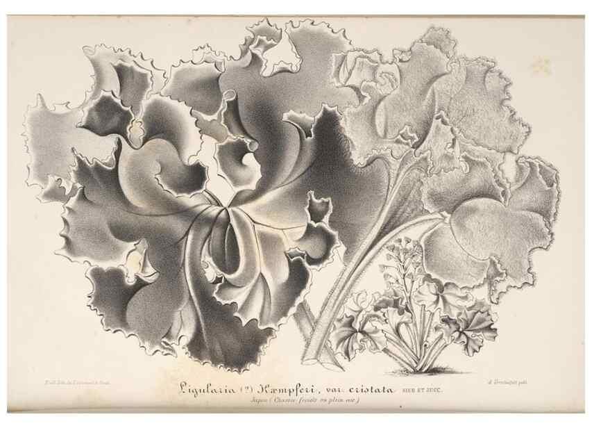 Reproducción/Reproduction 49688190552: L'Illustration horticole :. Gand, Belgium :Imprimerie et lithographie de F. et E. Gyselnyck,1854-1896.. 