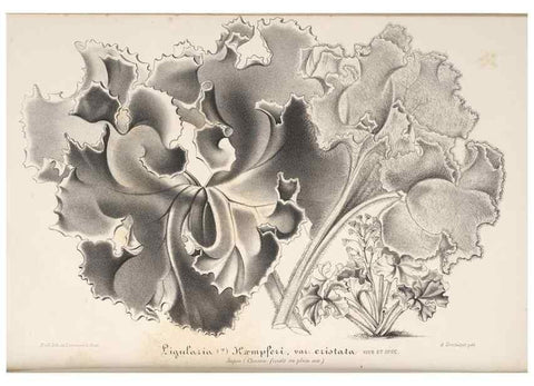 Reproducción/Reproduction 49688190552: L'Illustration horticole :. Gand, Belgium :Imprimerie et lithographie de F. et E. Gyselnyck,1854-1896.. 
