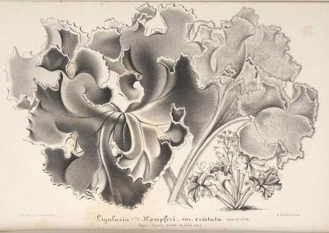 Reproducción/Reproduction 49688190552: L'Illustration horticole :. Gand, Belgium :Imprimerie et lithographie de F. et E. Gyselnyck,1854-1896.. 