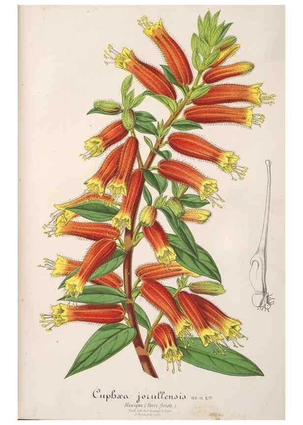 Reproducción/Reproduction 49688191717: L'Illustration horticole :. Gand, Belgium :Imprimerie et lithographie de F. et E. Gyselnyck,1854-1896.. 