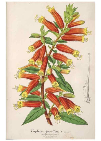 Reproducción/Reproduction 49688191717: L'Illustration horticole :. Gand, Belgium :Imprimerie et lithographie de F. et E. Gyselnyck,1854-1896.. 