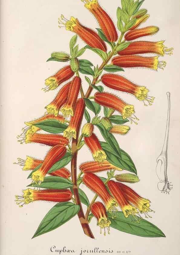 Reproducción/Reproduction 49688191717: L'Illustration horticole :. Gand, Belgium :Imprimerie et lithographie de F. et E. Gyselnyck,1854-1896.. 