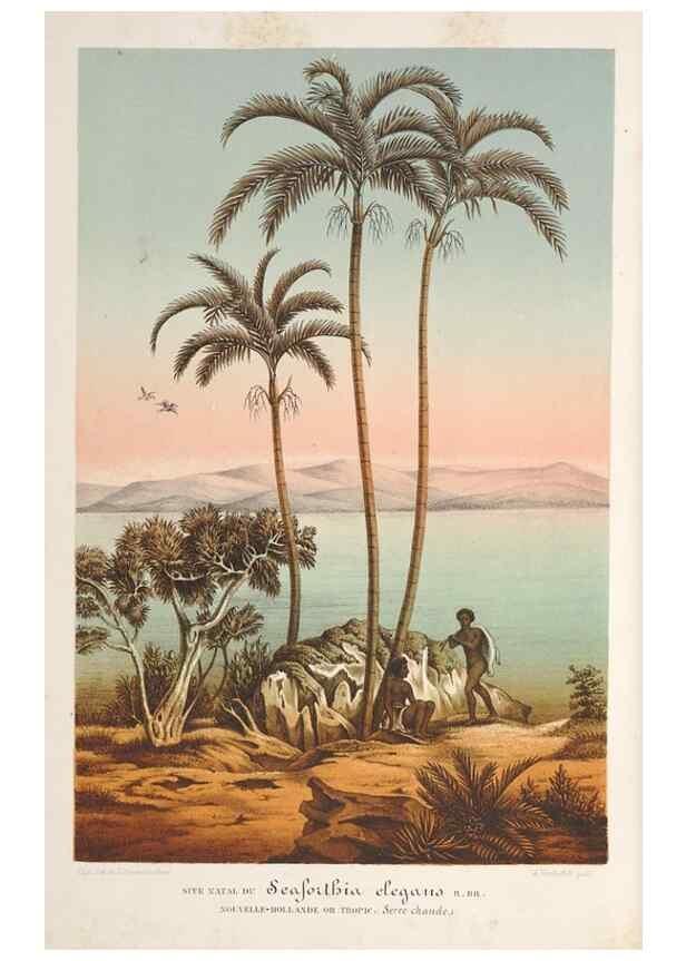 Reproducción/Reproduction 49687897131: L'Illustration horticole :. Gand, Belgium :Imprimerie et lithographie de F. et E. Gyselnyck,1854-1896.. 