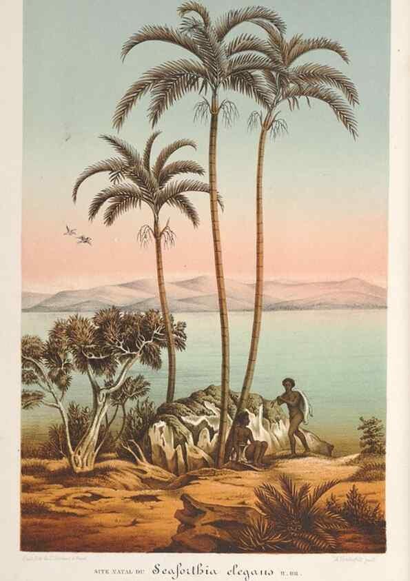 Reproducción/Reproduction 49687897131: L'Illustration horticole :. Gand, Belgium :Imprimerie et lithographie de F. et E. Gyselnyck,1854-1896.. 