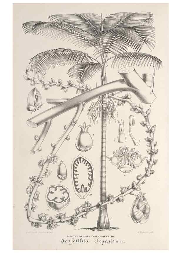 Reproducción/Reproduction 49687364933: L'Illustration horticole :. Gand, Belgium :Imprimerie et lithographie de F. et E. Gyselnyck,1854-1896.. 