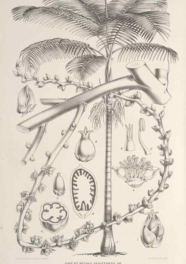 Reproducción/Reproduction 49687364933: L'Illustration horticole :. Gand, Belgium :Imprimerie et lithographie de F. et E. Gyselnyck,1854-1896.. 