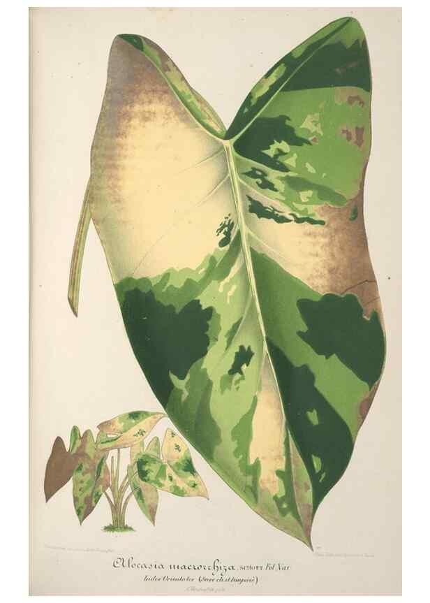 Reproducción/Reproduction 49688201457: L'Illustration horticole :. Gand, Belgium :Imprimerie et lithographie de F. et E. Gyselnyck,1854-1896.. 