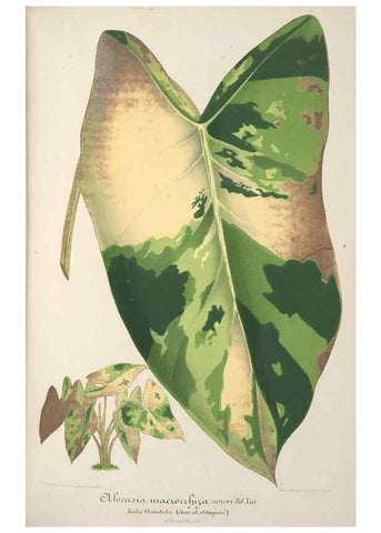 Reproducción/Reproduction 49688201457: L'Illustration horticole :. Gand, Belgium :Imprimerie et lithographie de F. et E. Gyselnyck,1854-1896.. 