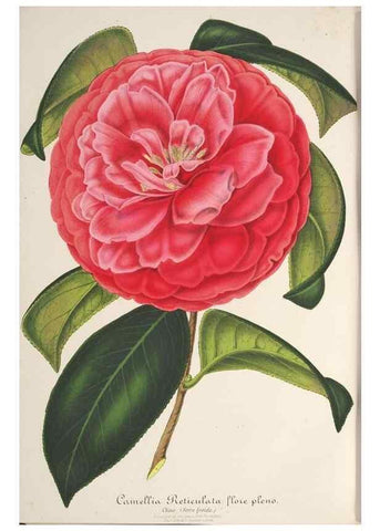 Reproducción/Reproduction 49687365673: L'Illustration horticole :. Gand, Belgium :Imprimerie et lithographie de F. et E. Gyselnyck,1854-1896.. 